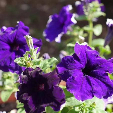 Bell'aria 3* Monopoli