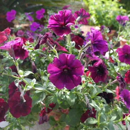 Bell'aria Bed & Breakfast 3*