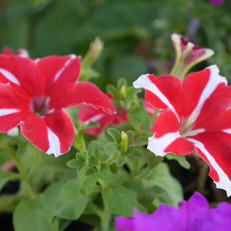 Bell'aria Nocleg ze śniadaniem