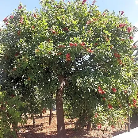 Bell'aria