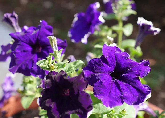 Bell'aria 3* Monopoli